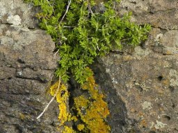 Tenerife2002-2003-010